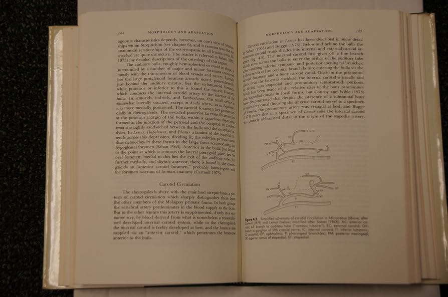 Primates of Madagascar: Tattersall, Ian: 9780231047043
